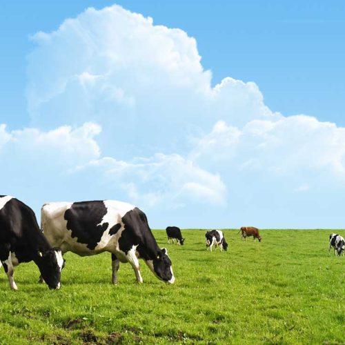 grass-fed-vs-grain-fed-beef-1296x728-feature